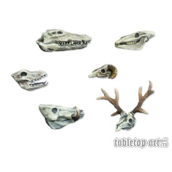 Animals Skulls Set (6)